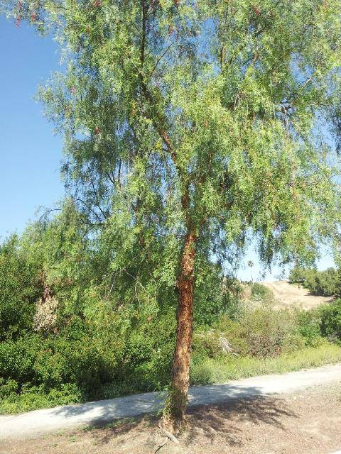 The California Pepper Tree